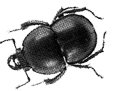 colophon insecte 2
